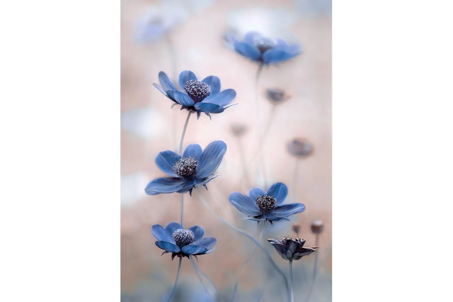 Blue Cosmos